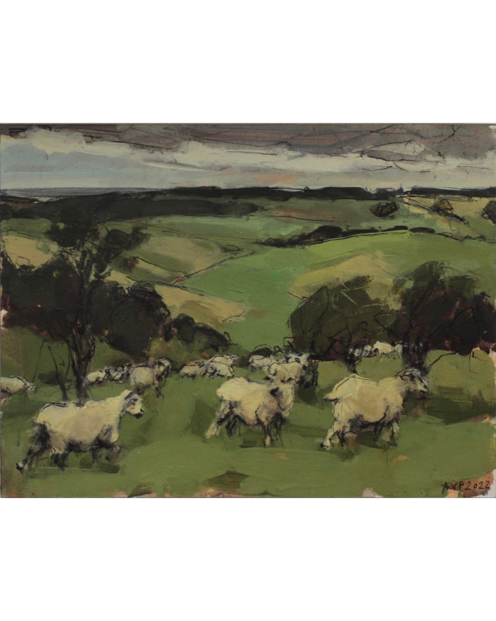 Sheep Southdowns, August IV | Anna Pinkster